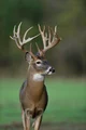 Leader Buck