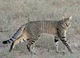 African Wildcat