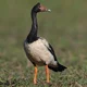 Magpie Goose