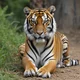 Pet Tiger