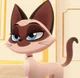 Ariane The Siame Cat