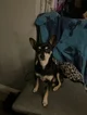 Blacky the Chihuahua