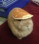 Pancakebunny