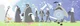 Sky Cotl Elders 2