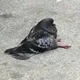 Pigeon_2