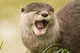 Otter