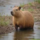 Capybara Go