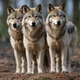 Wolf Pack 