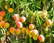 Mango tree