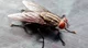 a housefly