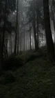 Dark Forest