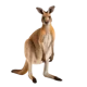 kangaroo