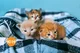 Baby kitties