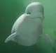 Estelle the beluga