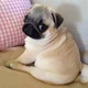 Perrito pug