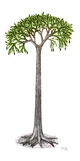 Lepidodendron