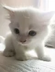 Lonely baby kitten