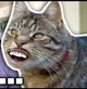 Cat Meow