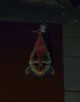 Gnomes 
