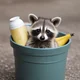 Racoon Life 