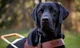 Guide dog 