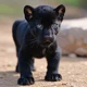 Panther cub