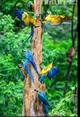 Macaw flawk