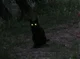Chat noir