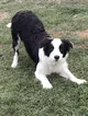 Boarder Collie TG TF