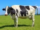Dairy Cow