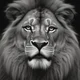 The lion