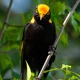 Regent Bowerbird