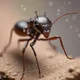 Ant 