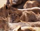 Lion Pride