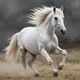 White stallion 