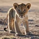 Lion cub
