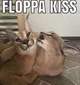 Floppa 