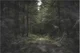 Bosque oscuro