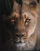 Lioness