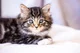 Your Talking Cat