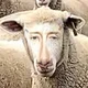 Radiohead Sheep