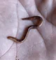 Worm