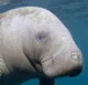 Manatee Life RP