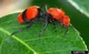 Velvet Ant
