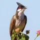 Red-Whiskered Bulbul