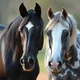 love journey I horse
