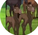 The two foals
