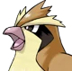 Pidgey