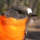 Flame Robin