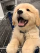 golden puppy